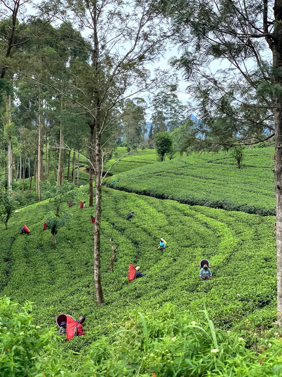 Sri Lanka, tee, teeviljelmä, teeplantaasi, teelehti, 