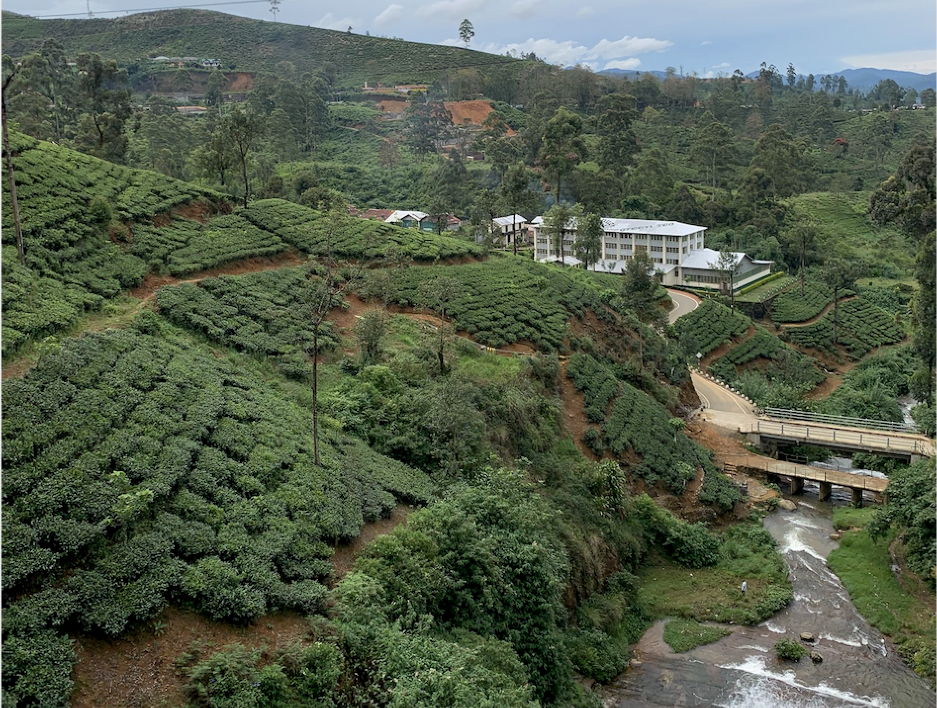 Sri Lanka, tee, teeviljelmä, teeplantaasi, teelehti, 